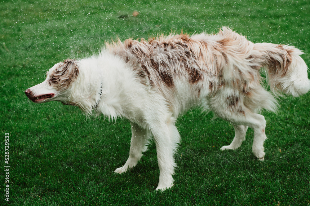 Fototapeta premium white and brown border collie on grass, after water splash, selective focus