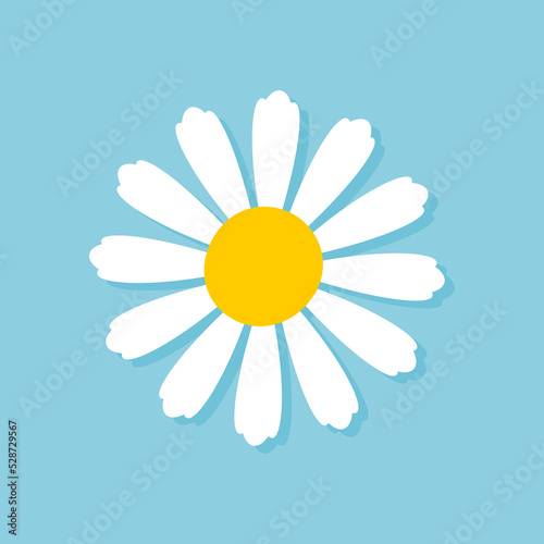 Fototapeta Naklejka Na Ścianę i Meble -  Blooming Daisy Collection. white petal daisy blooming in spring