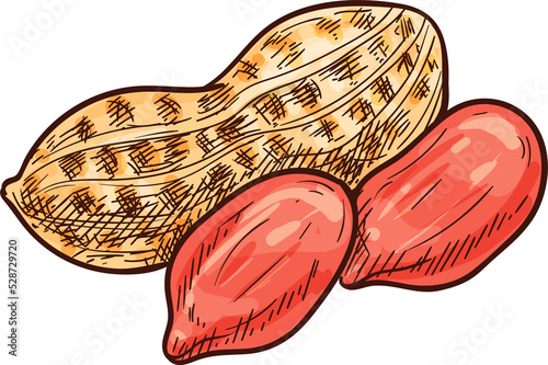 Peanut nut kernels, groundnut nut in shell, food