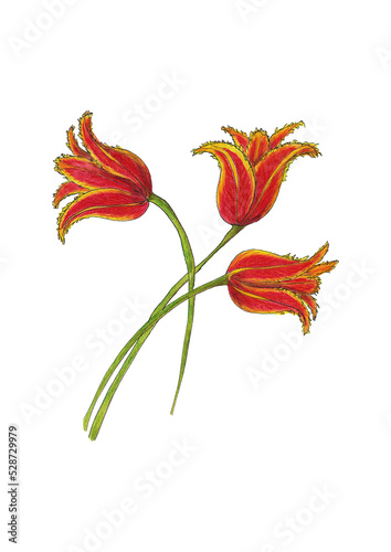 Drei rote Tulpen in Aquarell