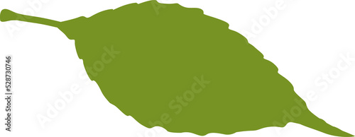 Green hornbeam leaf isolated foliage birch leafage