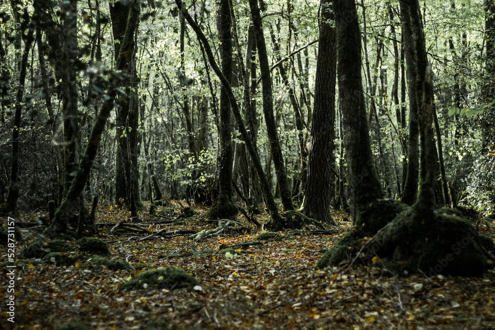 Naklejka premium A forest of trees, oak and ash on a sunny day. It’s autumn and fallen leaves on the ground