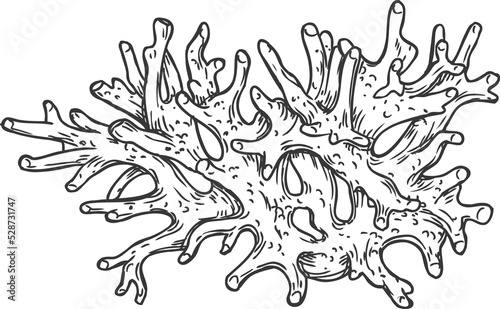 Sketch coral underwater sea plant, hand drawn reef