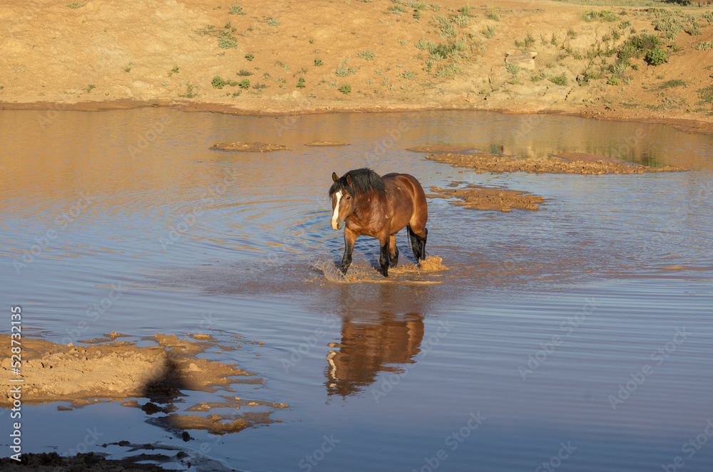 Wild Horse at a Desert Waterhole in Wyoming Wild Horse at a Desert Waterhole in Wyoming