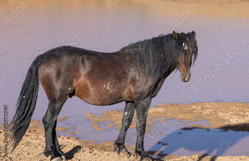 Wild Horse at a Desert Waterhole in Wyoming