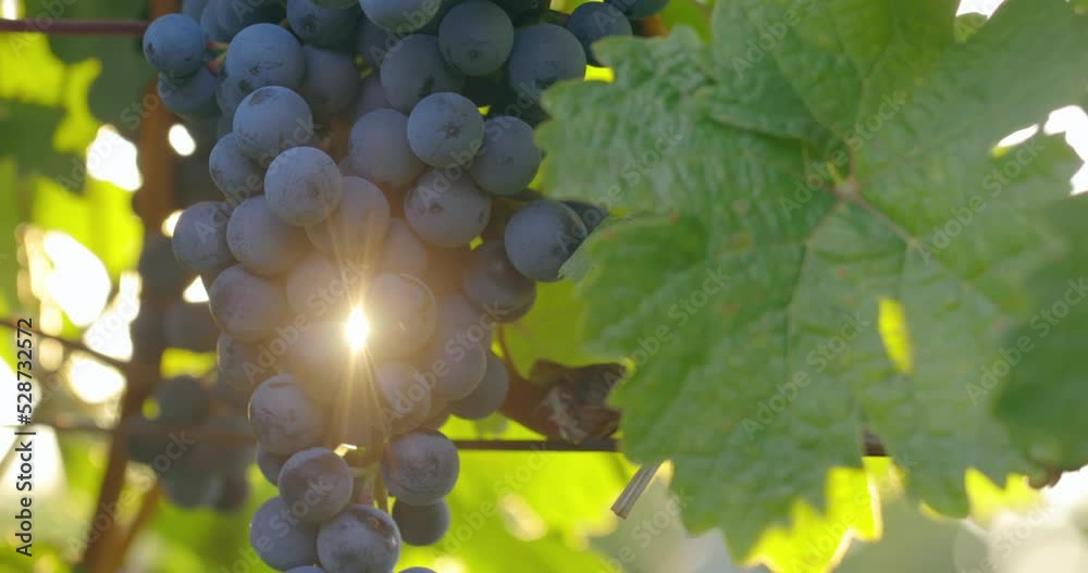 Blue grapes on the vines with the sun shining through, slider shot
