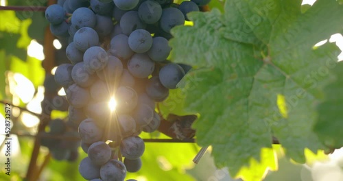 Blue grapes on the vines with the sun shining through, slider shot
