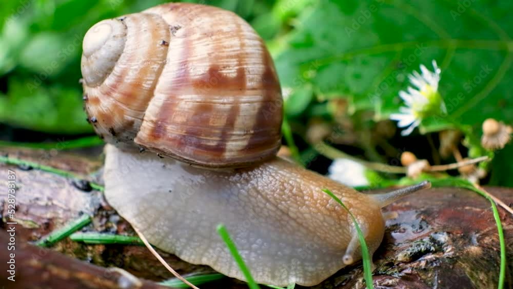 Beautiful big snail crawling along a branch in a summer forest, macro video Beautiful big snail crawling along a branch in a summer forest, macro video