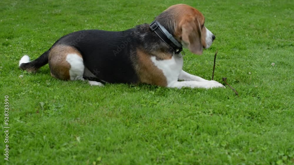 the dog lies in the meadow and gnaws a stick the dog lies in the meadow and gnaws a stick