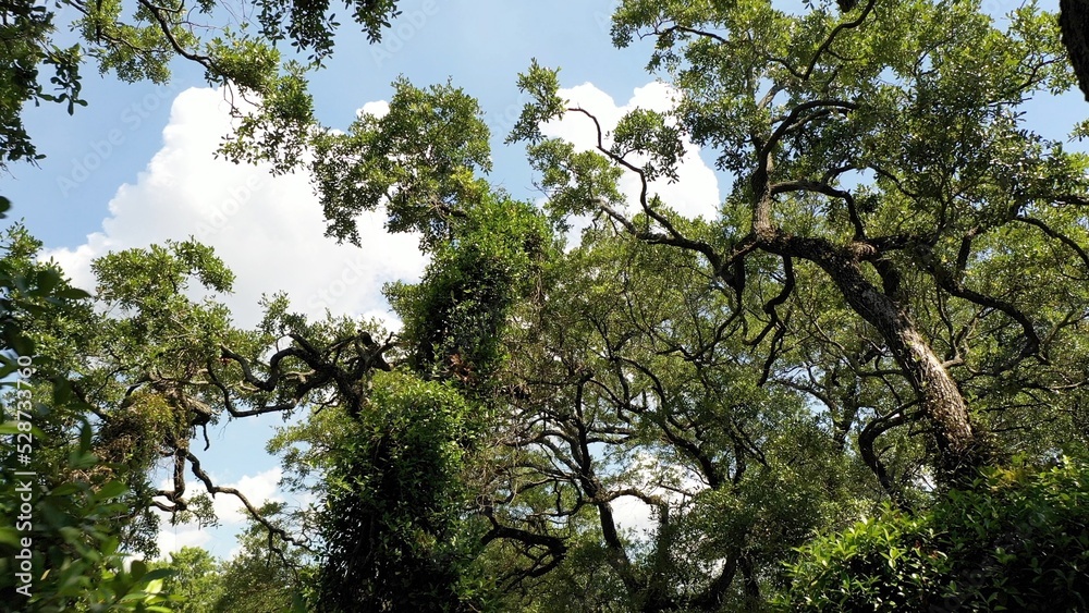 Fototapeta premium Live oak tree branches against blue sky with clouds