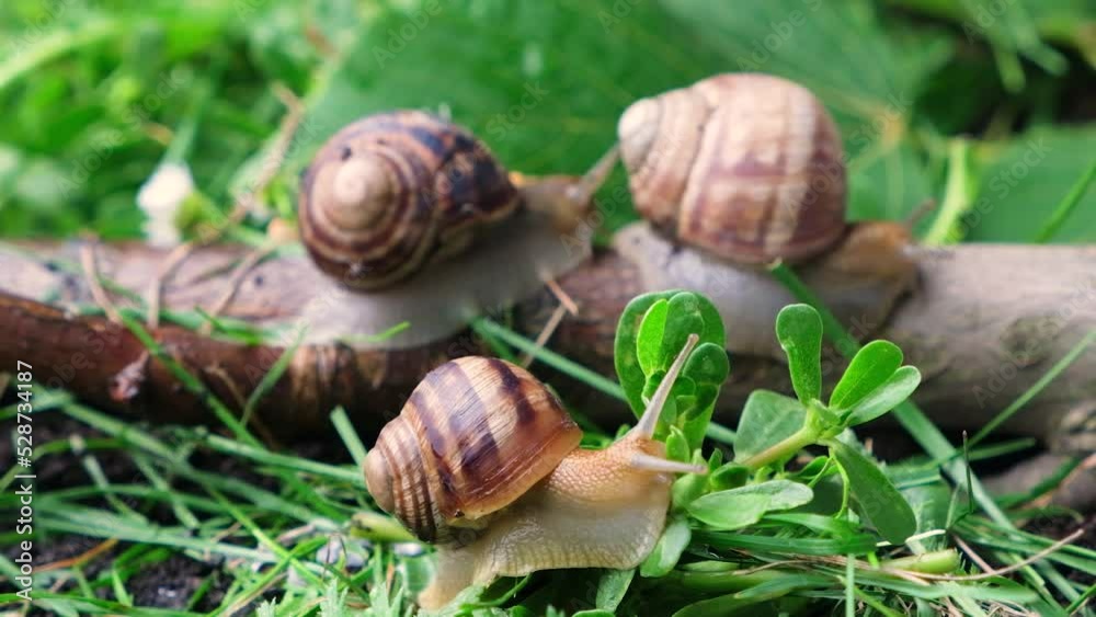 Three large helix pomatia grape snails crawl in the grass in the summer forest. Three large helix pomatia grape snails crawl in the grass in the summer forest.
