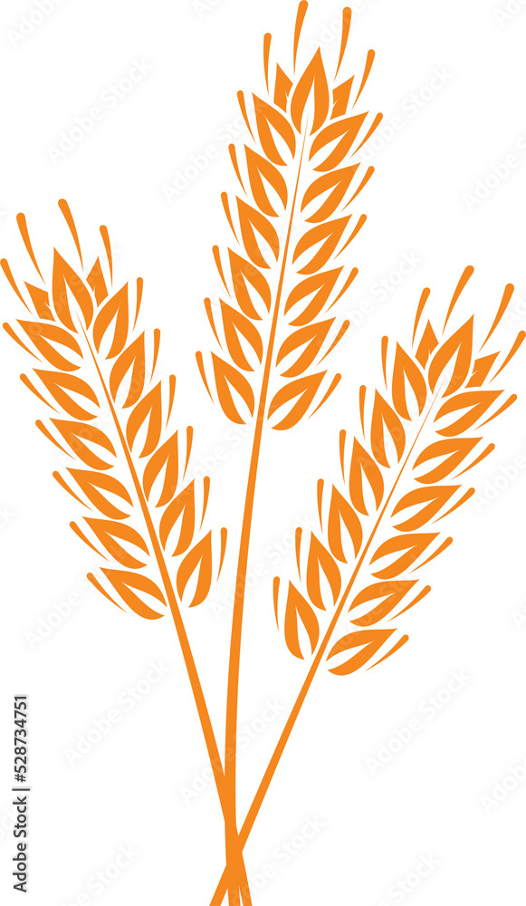 Ripe barley, wheat or rice spikes isolated stalk Ripe barley, wheat or rice spikes isolated stalk