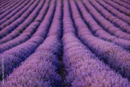 Lavender flower blooming scented fields in endless rows.