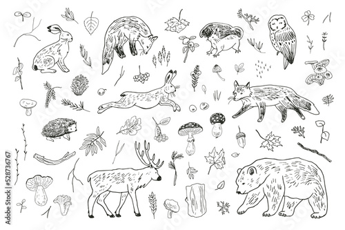 Forest animals: fox, bear, deer, owl, hare and nature objects: mushrooms, leaves, berries vector 
illustrations line set.