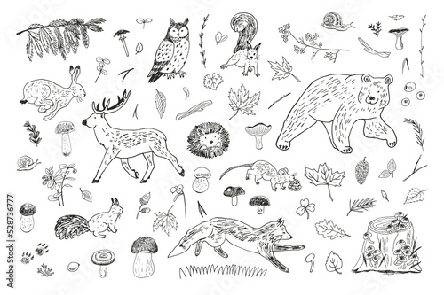 Forest animals: fox, bear, deer, owl, hare and nature objects: mushrooms, leaves, berries vector 
illustrations line set. photo