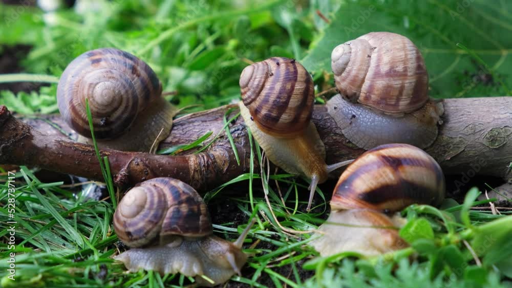 Five large grape garden snails Helix pomatia live in the forest on the grass. Five large grape garden snails Helix pomatia live in the forest on the grass.