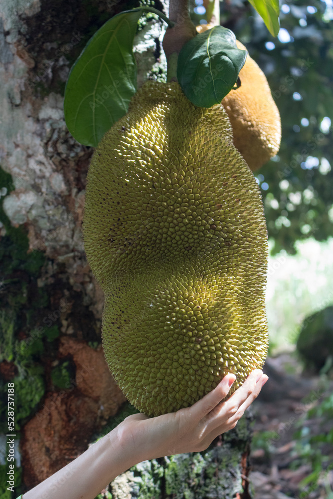 Holding Jackfruit as know as jaca hanging from a jackfruit tree. Famous fruit from Brazil. Species Artocarpus heterophyllus. Holding Jackfruit as know as jaca hanging from a jackfruit tree. Famous fruit from Brazil. Species Artocarpus heterophyllus.
