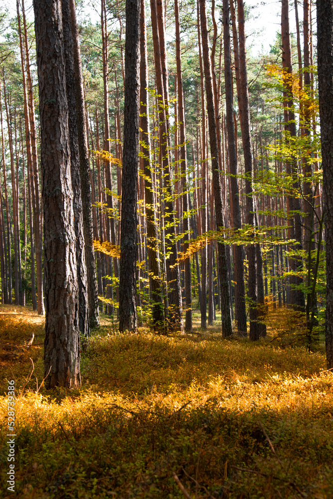 Autumn landscape. Yellow, red, orange and brown leaves. Fall foliage during autumn season with warm sunlight in the forest. Autumn landscape. Yellow, red, orange and brown leaves. Fall foliage during autumn season with warm sunlight in the forest.