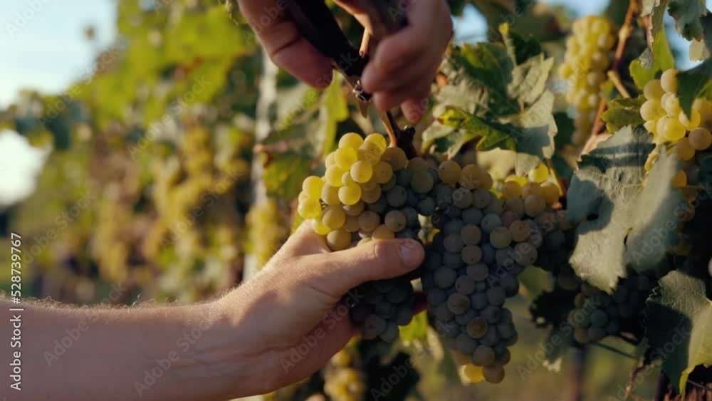 Winemaker harvesting yellow grapes in the vineyard