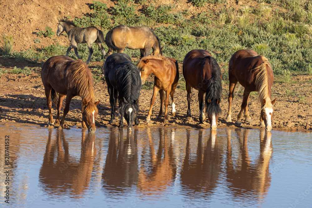 Fototapeta premium Wild Horses at a Desert Waterhole in Wyoming in Summer