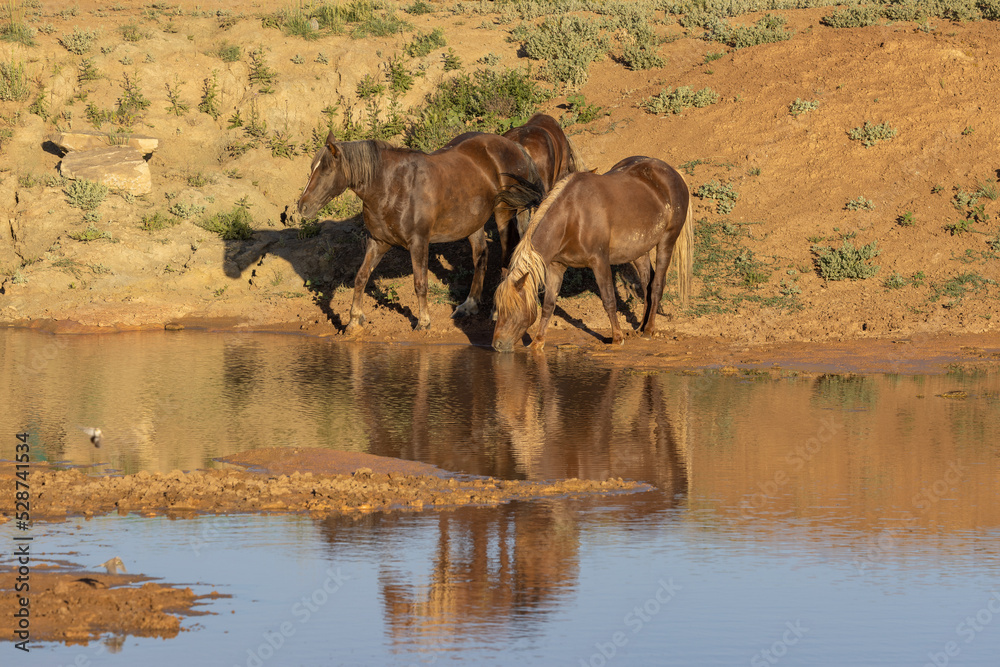 Wild Horses at a Desert Waterhole in Wyoming in Summer Wild Horses at a Desert Waterhole in Wyoming in Summer