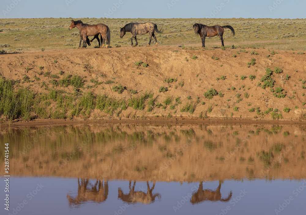 Obraz premium Wild Horses at a Desert Waterhole in Wyoming in Summer