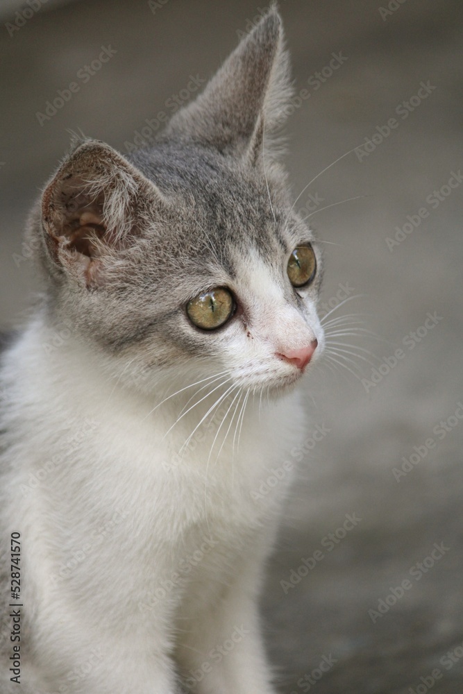 Close up image of a cute silver tabby baby cat Close up image of a cute silver tabby baby cat
