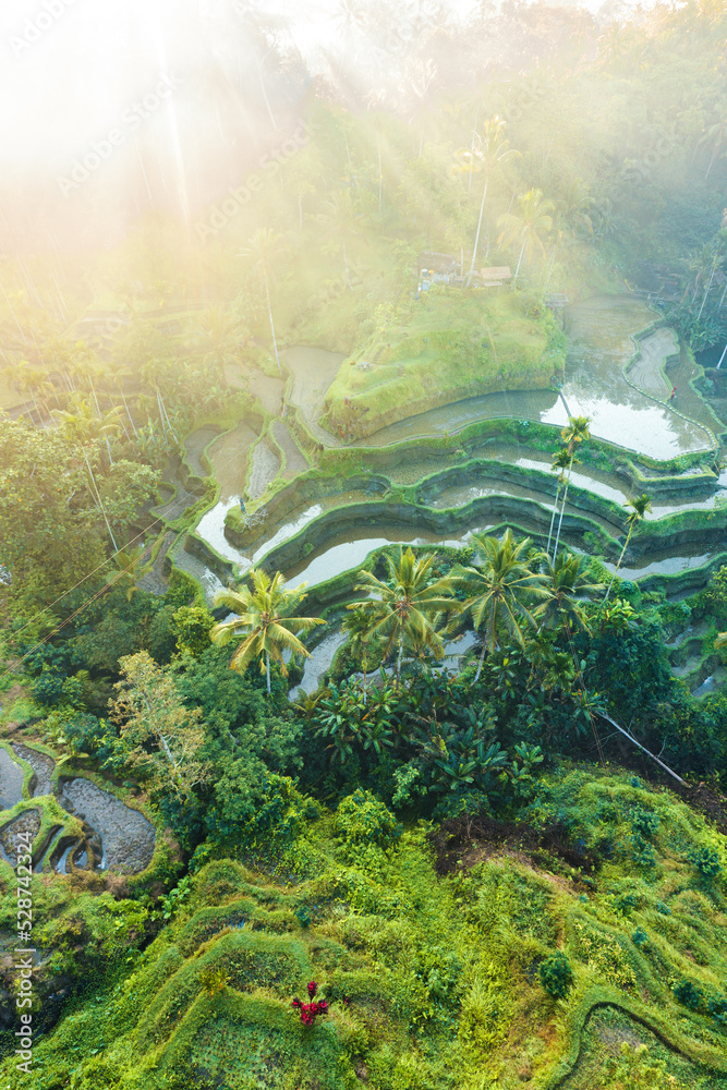 Tegalalang Rice Terrace at sunrise, Bali