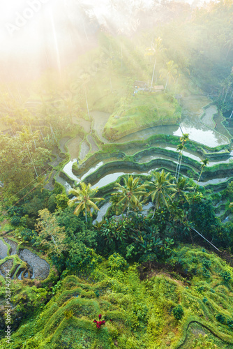 Obraz na płótnie Tegalalang Rice Terrace at sunrise, Bali w salonie