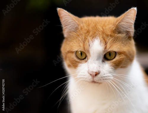portrait of a beautiful cat