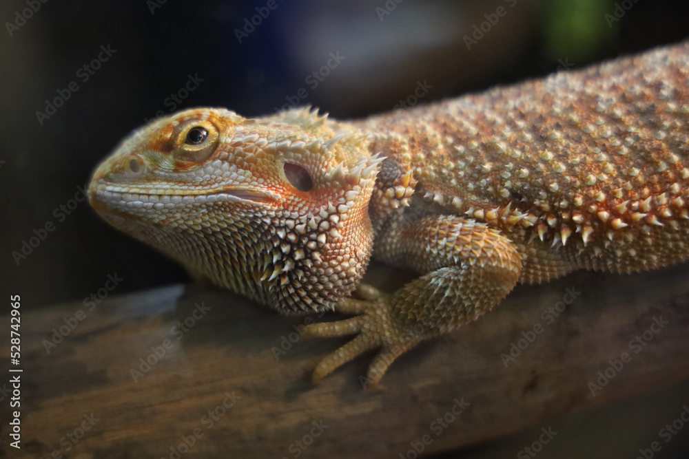 Fototapeta premium Close up head Horned Lizard at thailand