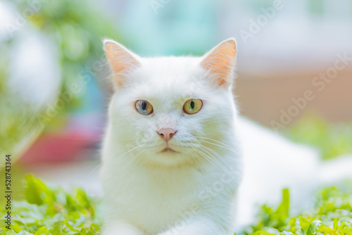 portrait of a beautiful white cat.