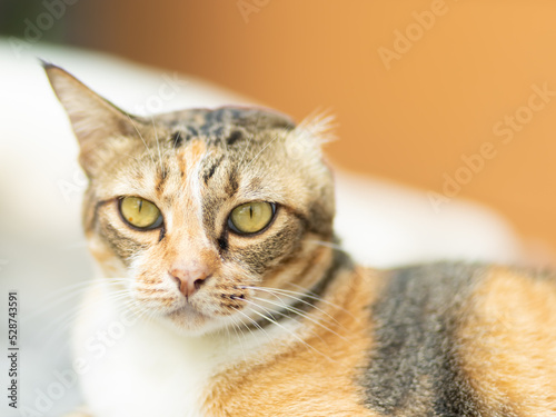 Picture of a pretty cat