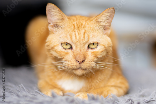 Cat 10 year old cat.