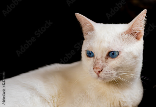 Portrait of a beautiful cat