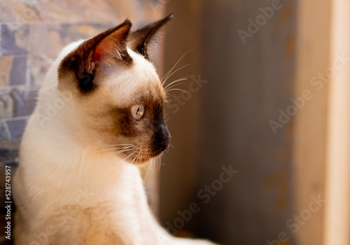 Picture of a cat staring.