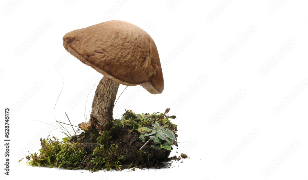 Green moss and mushrooms isolated on white  - obrazy, fototapety, plakaty 