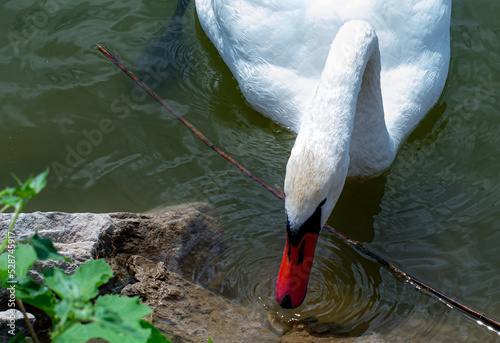 White swan on the lake drinking water close-up