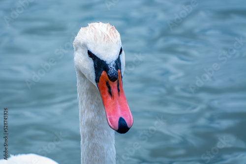 White swan on the pond portrait close-up