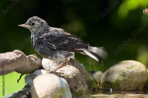 Juvenile white wagtail on stones shakes water from feathers after a bath. Moravia. Czechia. 