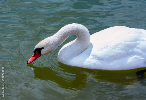 White swan on the lake drinking water close-up