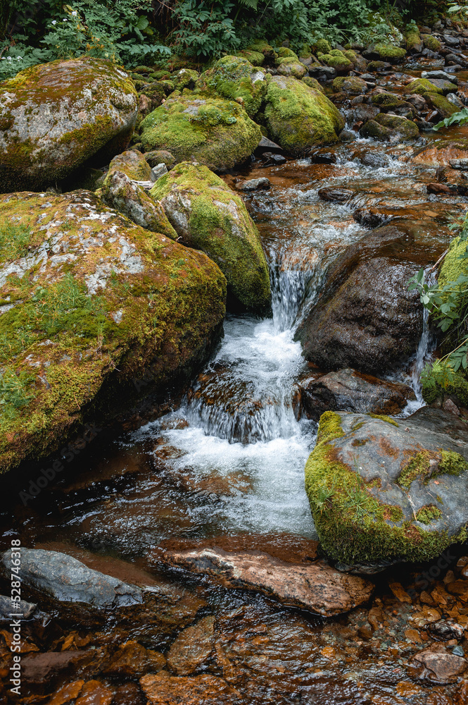 A mountain stream with clear cold water flows among many stones covered with green moss and lichen in a wild forest. A mountain stream with clear cold water flows among many stones covered with green moss and lichen in a wild forest.