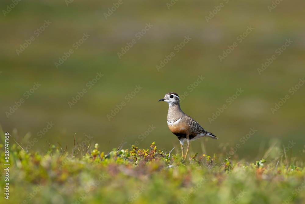 Eurasian dotterel, Charadrius morinellus standing on the ground in its habitat on a bright summer day in Finnish nature Eurasian dotterel, Charadrius morinellus standing on the ground in its habitat on a bright summer day in Finnish nature