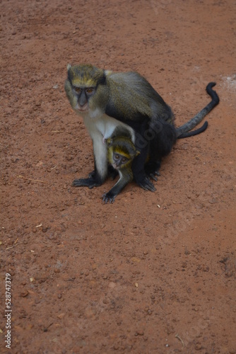 Mona Monkey Mother with her Baby Gripping Tight at the Tafi Atome Monkey Sanctuary in Ghana, Africa
