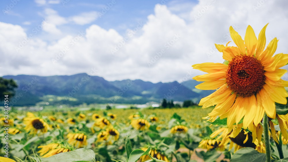Fototapeta premium sunflower field in the summer