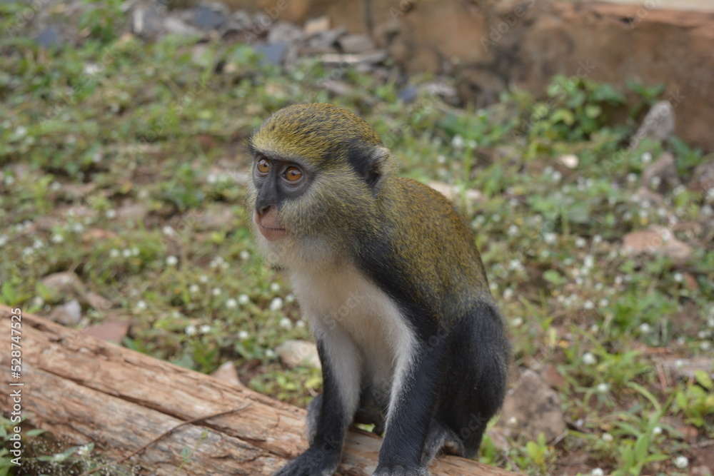 Fototapeta premium Moma Monkey at the Tafi Atome Monkey Sanctuary in Ghana Hoping for Food