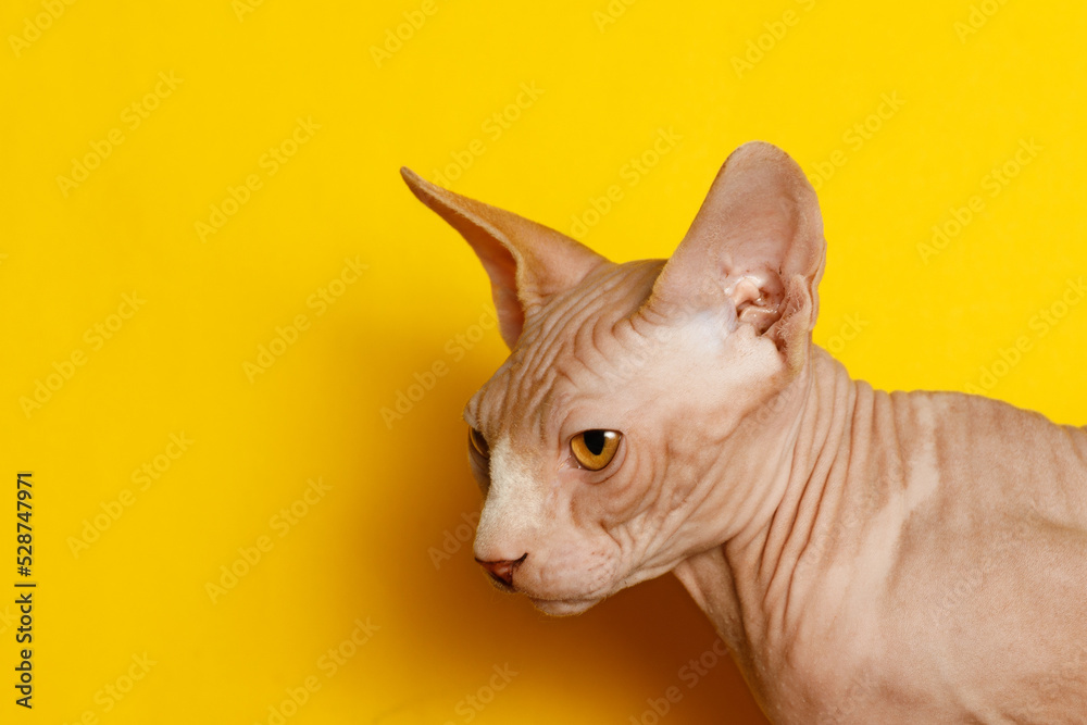 cat breed Canadian Sphynx on a yellow cat breed Canadian Sphynx on a yellow