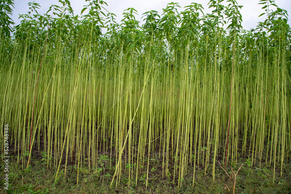 Green jute Plantation field. Raw Jute plant Landscape view Photos | Adobe  Stock