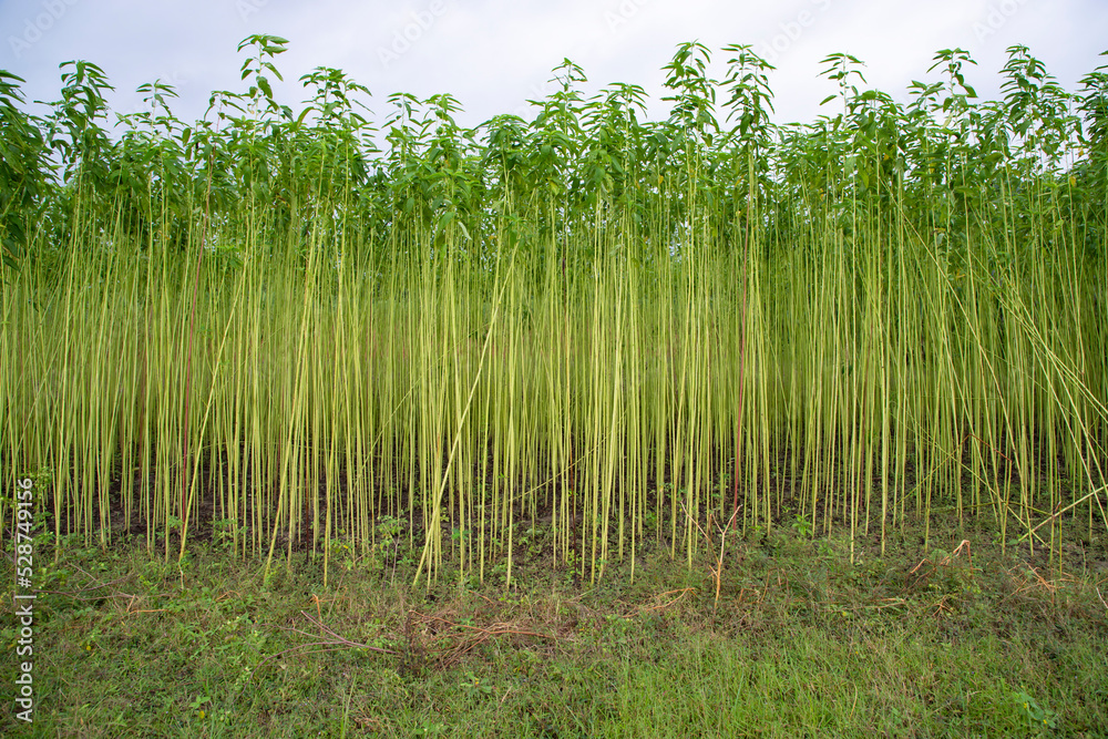 Green jute Plantation field. Raw Jute plant Landscape view
Green jute Plantation field. Raw Jute plant Landscape view