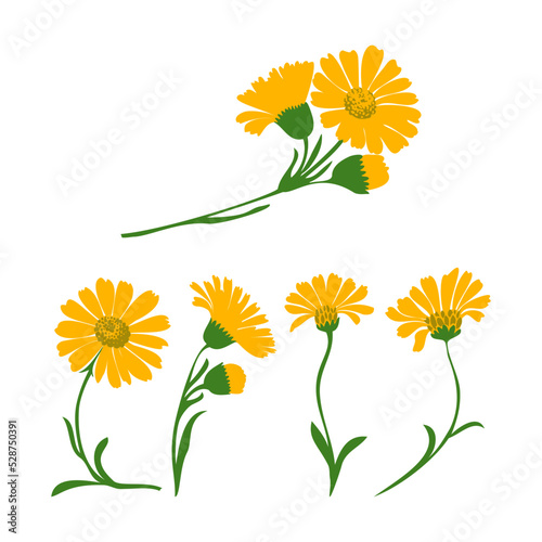 Dandelion plants set isolated on white background vector illustration. Daisy branch with yellow flower and green leaf. Graphic design for greeting, banner, holiday, celebration, fashion, art, website,